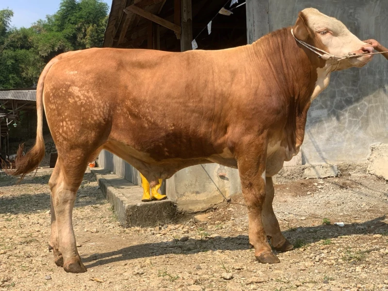 Galeri hewan qurban