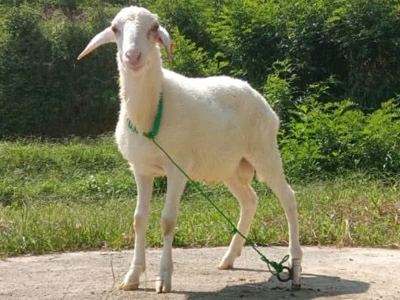 DIGUL