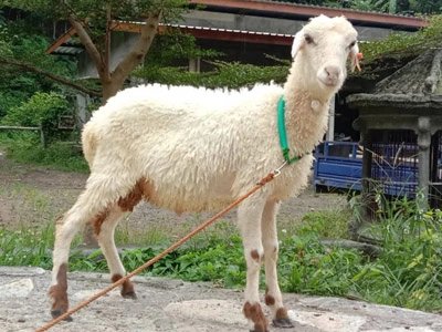DIGUL